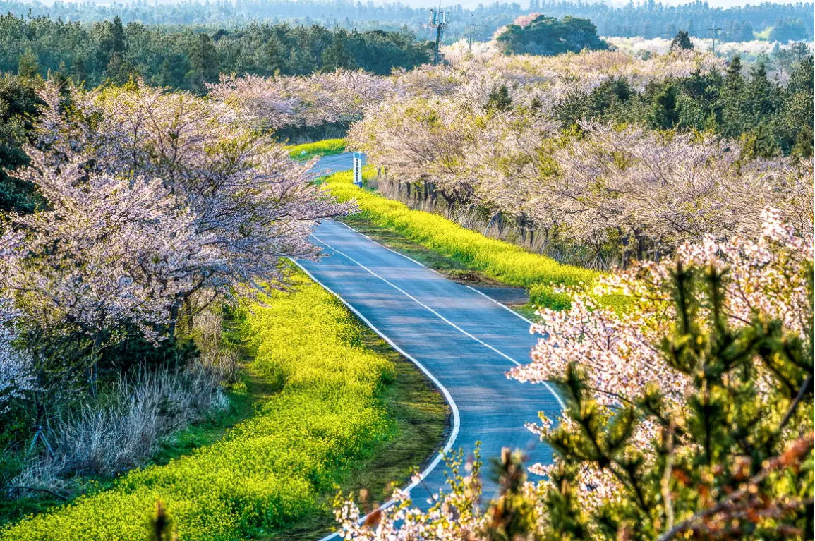 🌸 2026 Korea Cherry Blossom Forecast — Bloom Dates by Region & Best Stays Near Cherry Blossom Spots